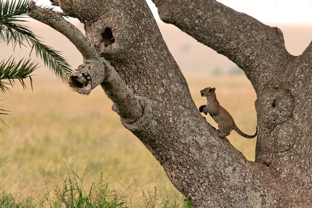 Leopard cub in East Africa on a Big Five wildlife safari