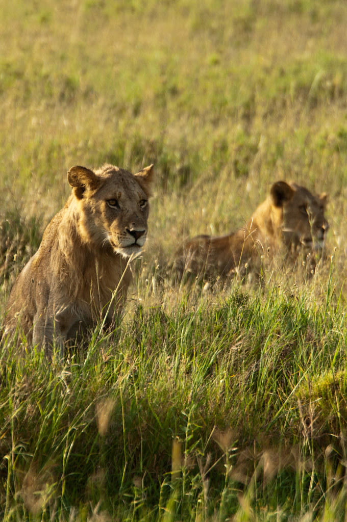 Two lions resting in long grass on an East Africa Big Five safari
